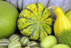 冻茭瓜怎么吃,解锁美味新体验