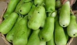 葫芦瓜可以常吃吗,家常菜中的常客，健康饮食的佳选