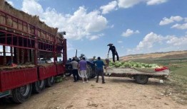 装车吃瓜,揭秘瓜农的甜蜜生活与丰收喜悦