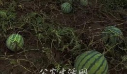 偷瓜且吃瓜,一场欢乐的夏日冒险